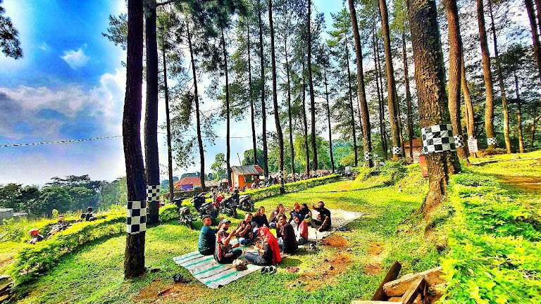 Menyusuri Hutan Pinus dengan Panorama Hijau yang Bikin Ngakak